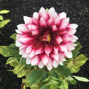 Meet your Posher, Jaimie